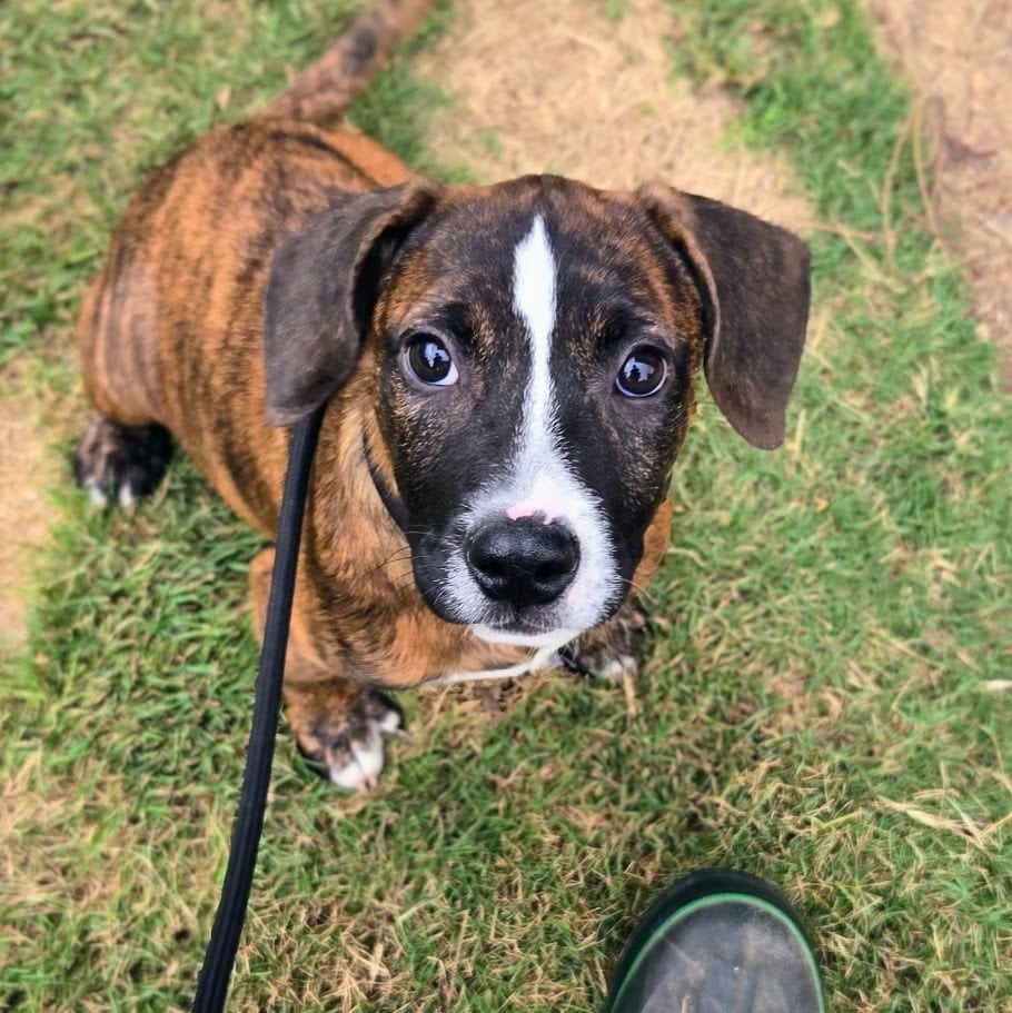 Photo of Sabre, adoptable Mixed Breed in Douglasville, Georgia