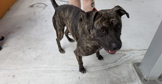 Photo of Raja, adoptable Terrier mix in Miami, Florida