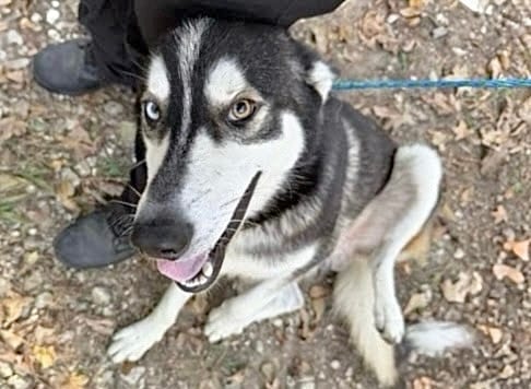 Photo of Senior Alaskan Husky, adoptable Alaskan Husky in Houston, Texas