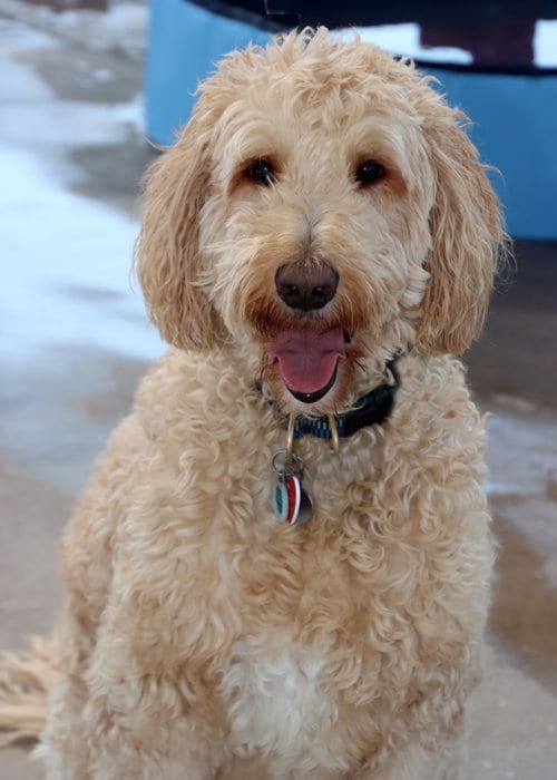 Photo of Leonardo, adoptable Golden Retriever in Glendale, Arizona