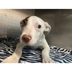 Photo of Patch, adoptable American Pit Bull Terrier in Baton Rouge, Louisiana
