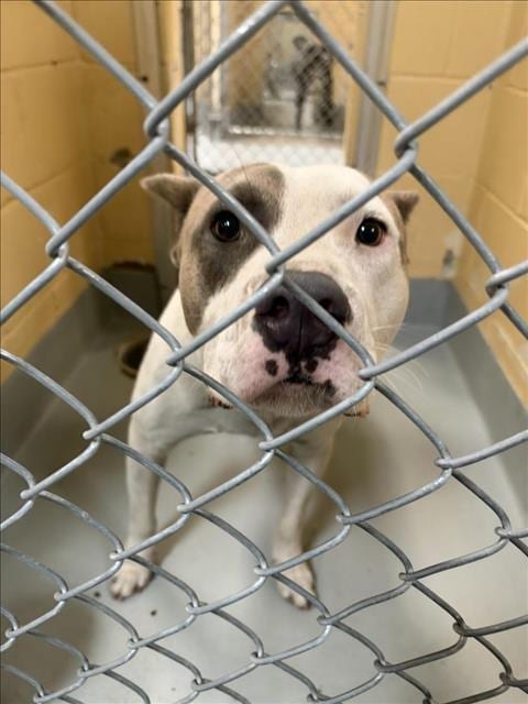 Photo of Roscoe, adoptable Pit Bull Terrier in Tulsa, Oklahoma