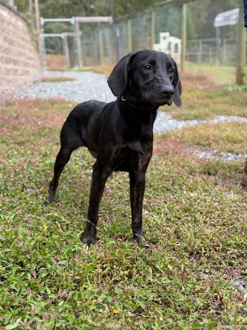 Photo of Willow, adoptable Labrador Retriever in Lovingston, Virginia