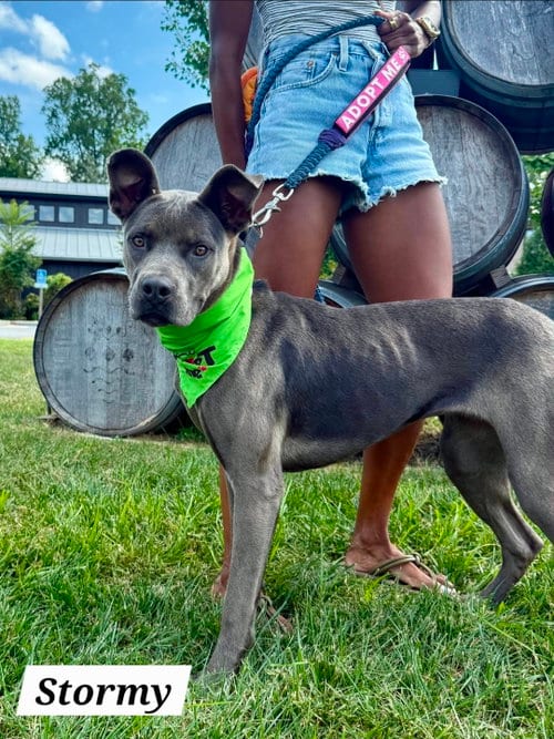 Photo of Stormy, adoptable Cane Corso Mastiff in Chester, Virginia