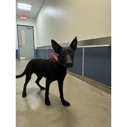 Photo of Martini, adoptable Terrier (Unknown Type, Medium) in Doral, Florida