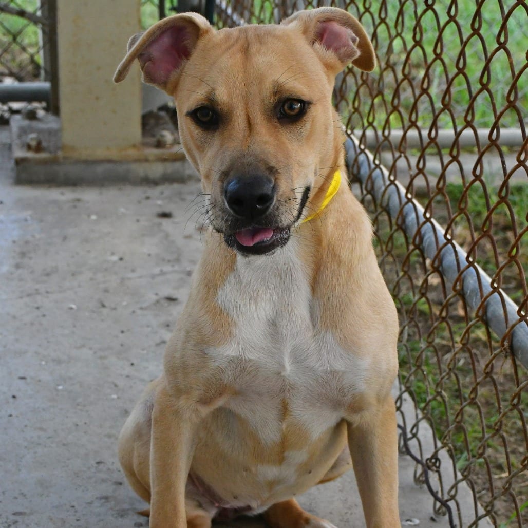 Photo of Flo, adoptable Black Mouth Cur in Beaumont, Texas