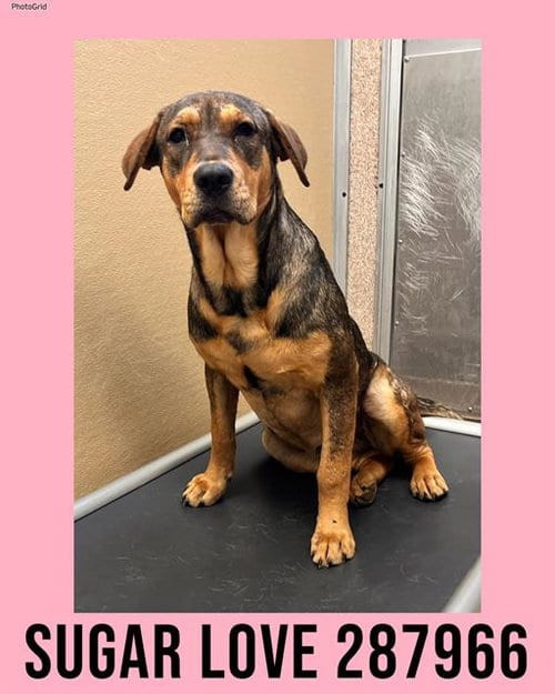 Photo of Penny, adoptable German Shepherd Dog in Macon, Georgia