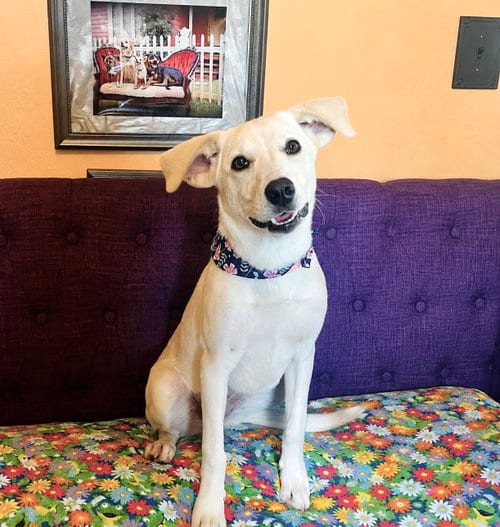 Photo of Selene Lonestar, adoptable Labrador Retriever in Rockaway, New Jersey