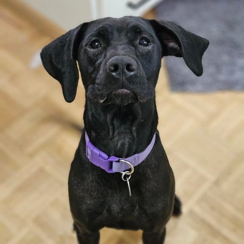 Photo of Jumanji, adoptable Labrador Retriever in Fargo, North Dakota