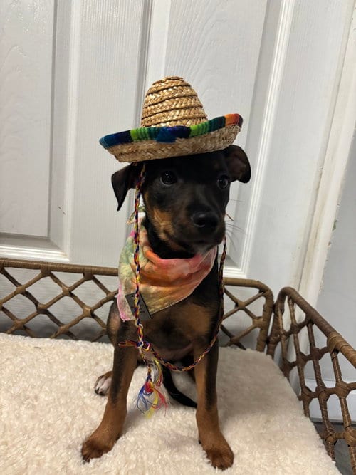 Photo of Vitani, adoptable Terrier in Dorr, Michigan