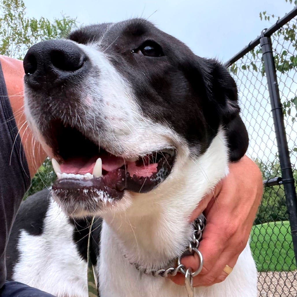 Photo of Ruthie, adoptable Great Dane / Mixed Breed (Large) in Berea, Ohio
