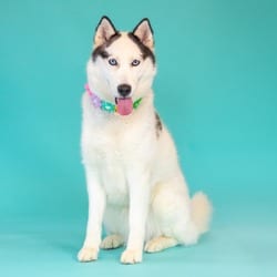 Photo of Luna, adoptable Husky in Wilmington, Delaware