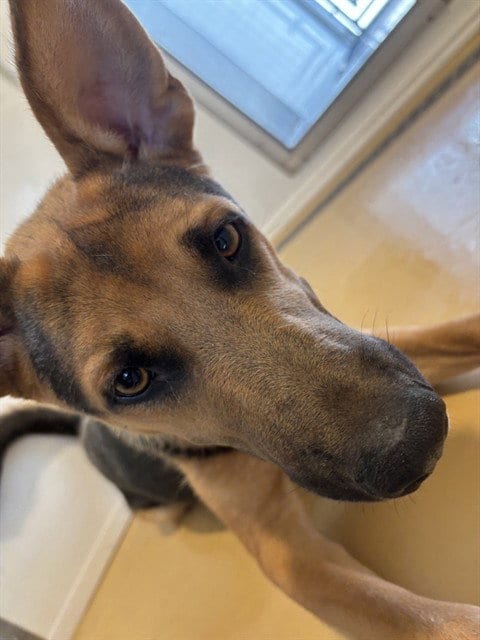 Photo of Severus Snape, adoptable German Shepherd Dog in San Bernardino, California