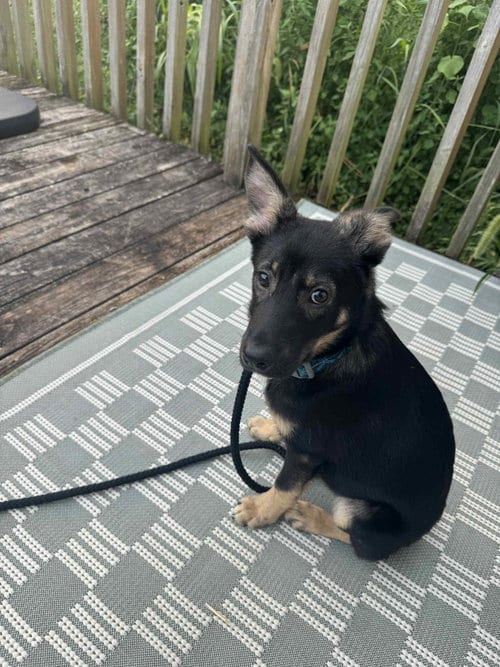 Photo of Sage, adoptable German Shepherd Dog in Plainfield, Illinois