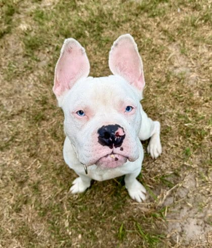 Photo of Bubba, adoptable French Bulldog in Inverness, Florida
