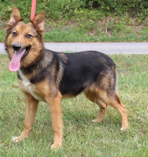 Photo of Foxy 44033, adoptable German Shepherd Dog in Prattville, Alabama