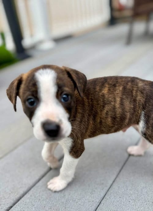 Photo of Archie, adoptable Terrier in Berlin, New Jersey