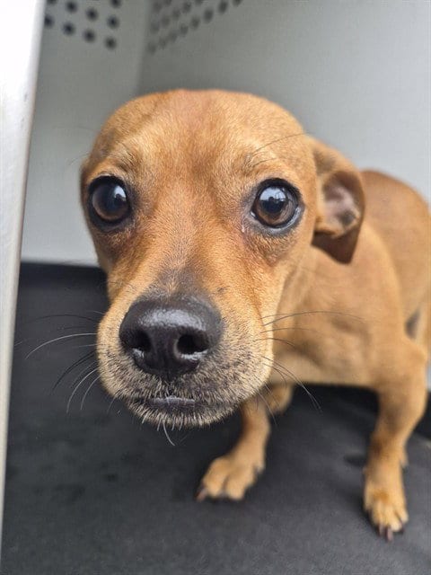 Photo of A171122, adoptable Chihuahua in Bakersfield, California