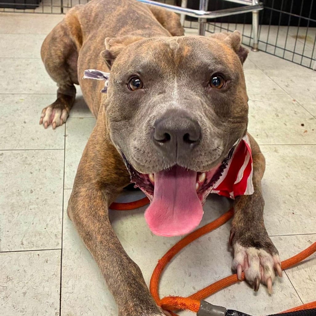 Photo of Jack Skellington, adoptable Terrier, American Pit Bull in California, California