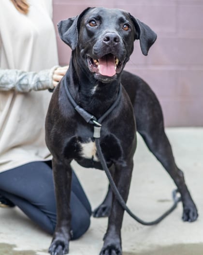 Photo of Chavo, adoptable dog in Chamblee, Georgia