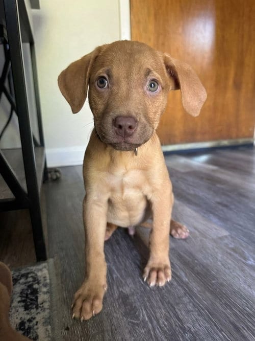 Photo of Jasper, adoptable Labrador Retriever in Genesee, Wisconsin
