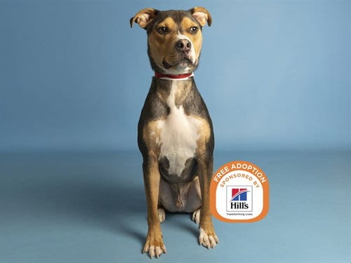 Photo of Gunner, adoptable American Pit Bull Terrier in Phoenix, Arizona