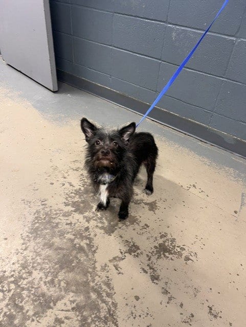 Photo of Rusty, adoptable Cairn Terrier in Tallahassee, Florida