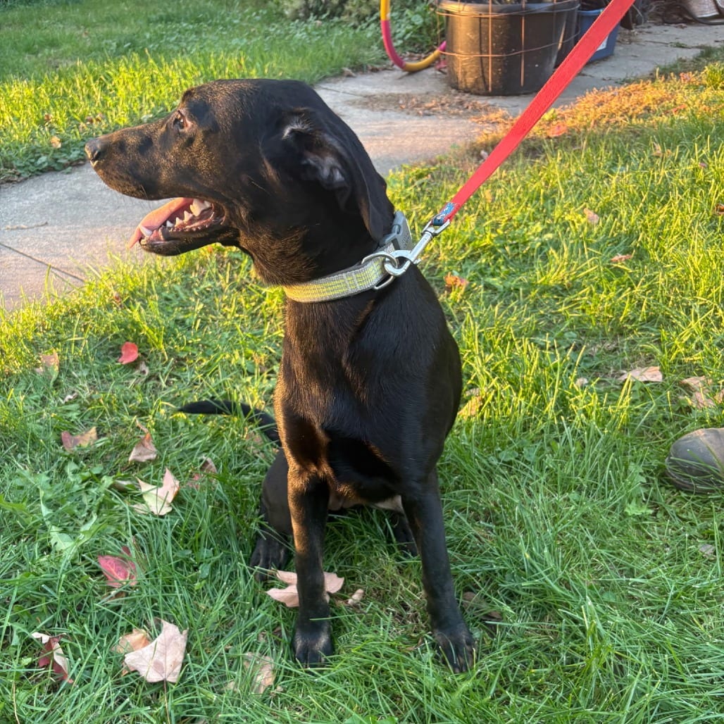 Photo of Lucy - Home to Home, adoptable Retriever, Labrador / Husky, Siberian in South Elgin, Illinois
