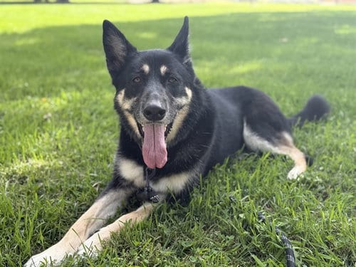 Photo of Mika, adoptable German Shepherd Dog in Denver, Colorado