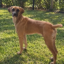 Photo of Zephy 5012, adoptable Mastiff Mixed Breed (Medium) in Loxahatchee, Florida