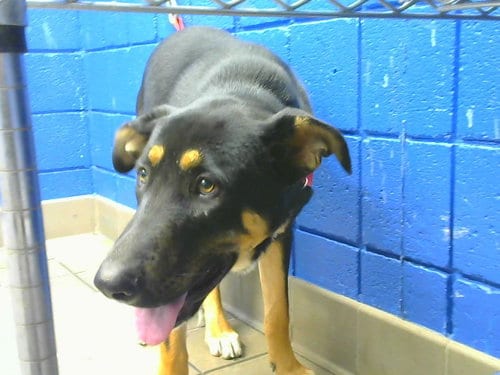 Photo of Chase, adoptable German Shepherd Dog in Albuquerque, New Mexico