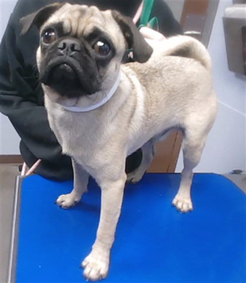 Photo of Love Pug, adoptable Pug in Phoenix, Arizona
