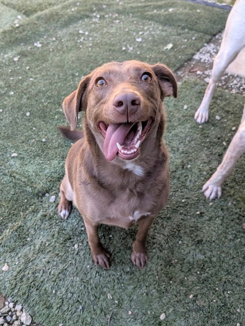 Photo of Karmin, adoptable Unknown breed (short coat) in Calhoun, Georgia