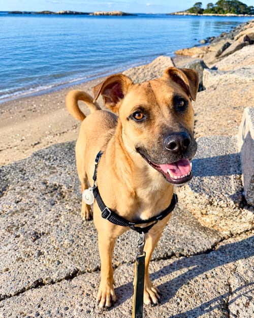 Photo of Scuttle, adoptable German Shepherd Dog in Monticello, New Jersey