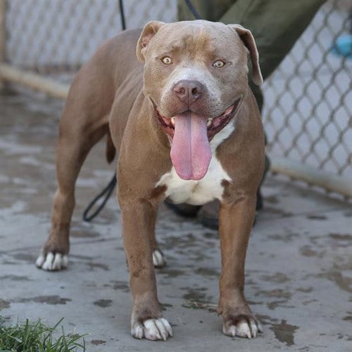 Photo of Champ, adoptable American Pit Bull Terrier in Modesto, California