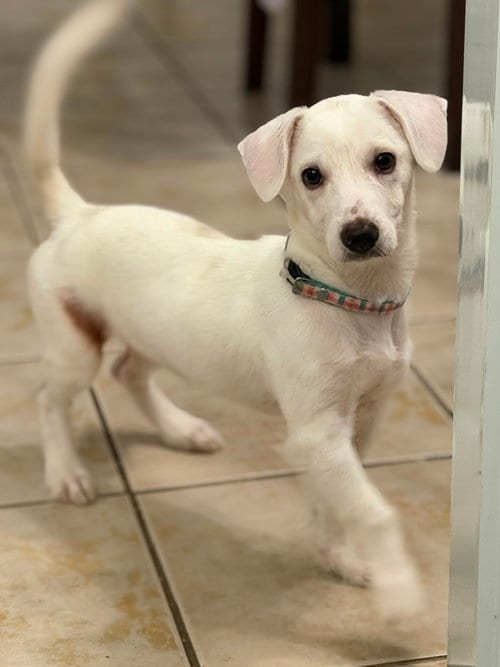 Photo of Princesa, adoptable Jack Russell Terrier in Virginia Beach, Virginia