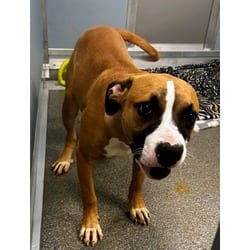 Photo of Lehabah, adoptable Mixed Breed (Medium) in Munster, Indiana