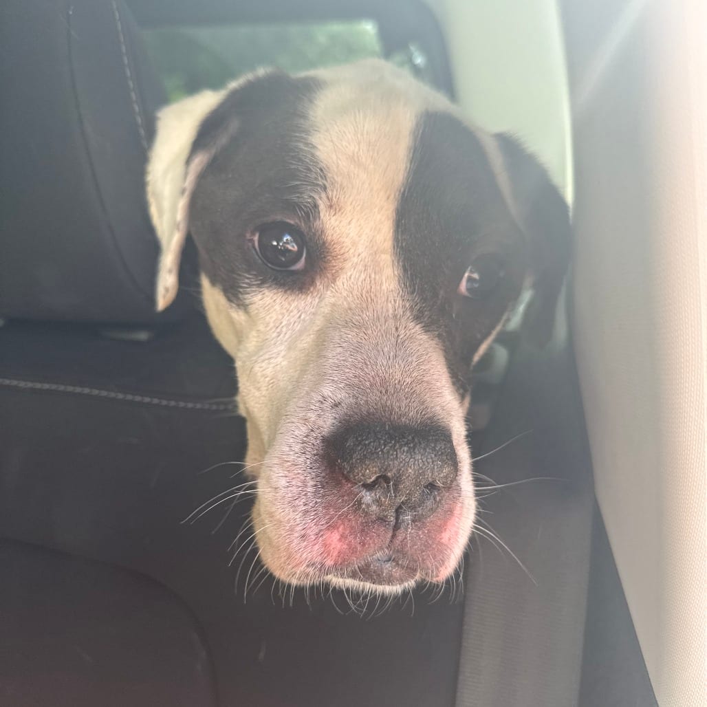Photo of Jeepers, adoptable Retriever, Labrador in Winston-Salem, North Carolina
