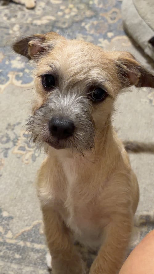 Photo of Magic, adoptable Jack Russell Terrier in Ball Ground, Georgia