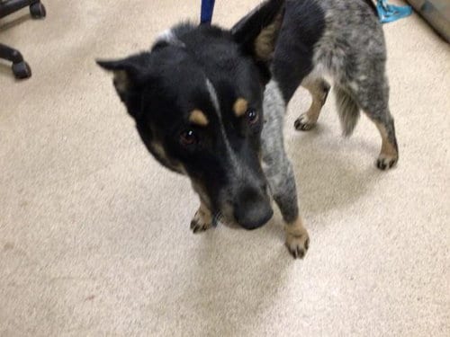 Photo of Ruger, adoptable Australian Cattle Dog/Blue Heeler in Riverside, California