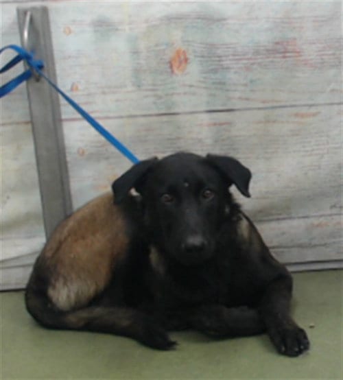 Photo of Bartholomew, adoptable Belgian Shepherd Malinois in San Bernardino, California
