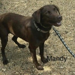 Photo of Mandy, adoptable Labrador Retriever in Frederick, Maryland