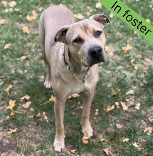 Photo of Baloo, adoptable Pit Bull Terrier in Fairfield, California