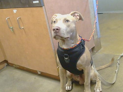 Photo of Caspian, adoptable Pit Bull Terrier in Sacramento, California