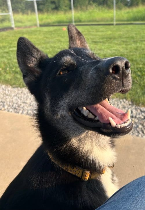 Photo of Diva, adoptable German Shepherd Dog in Steeleville, Illinois