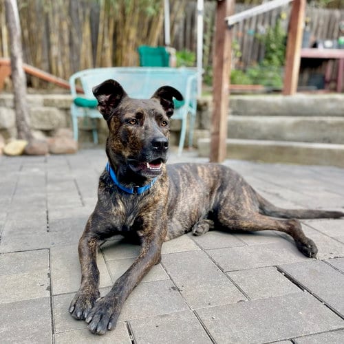 Photo of Honey, adoptable Belgian Shepherd Malinois in Berkeley, California