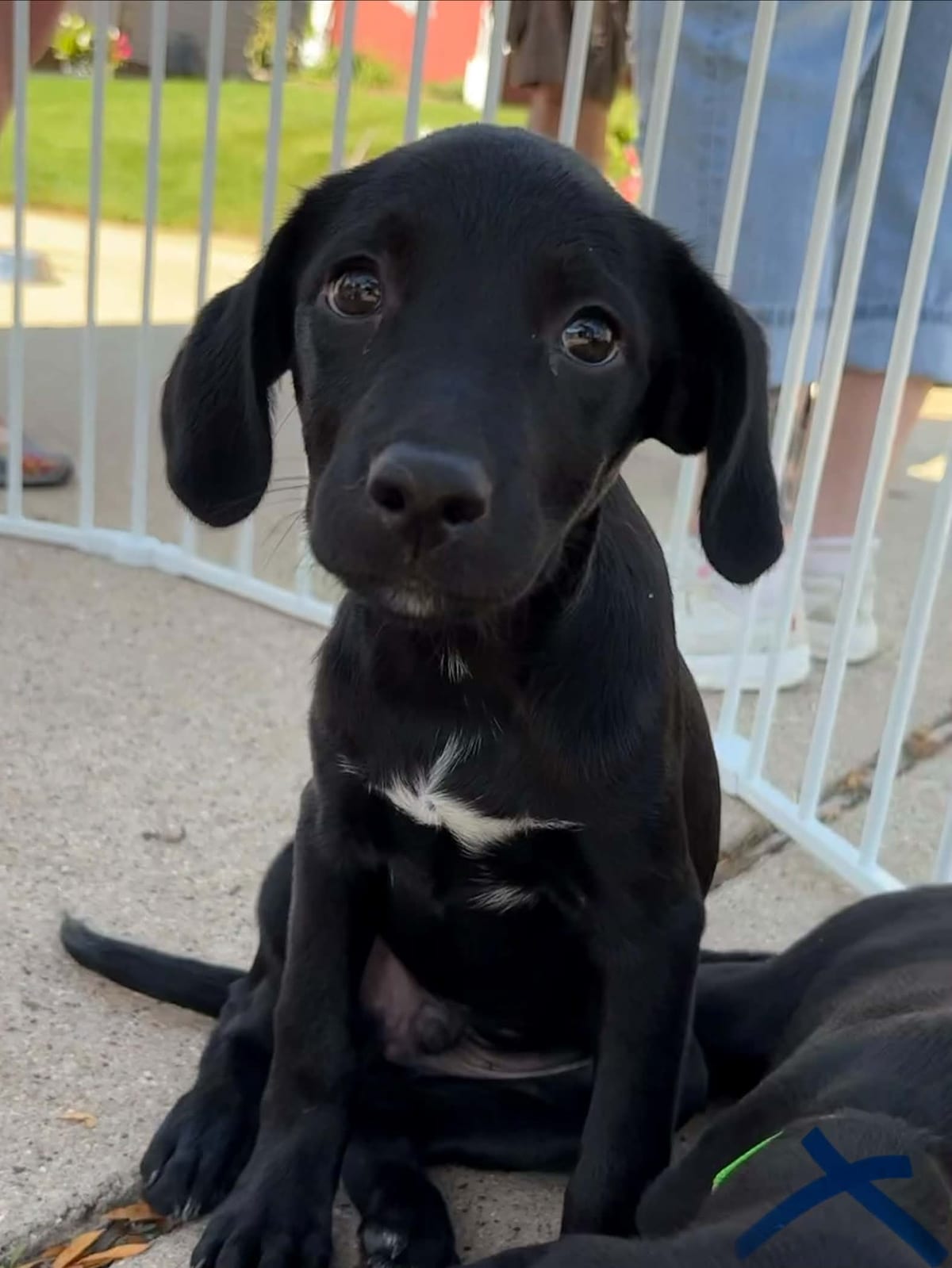 Photo of Brad, adoptable dog in Wisconsin