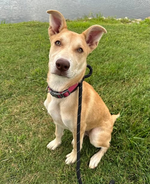 Photo of Bambi (Malla), adoptable Siberian Husky in Evansville, Indiana