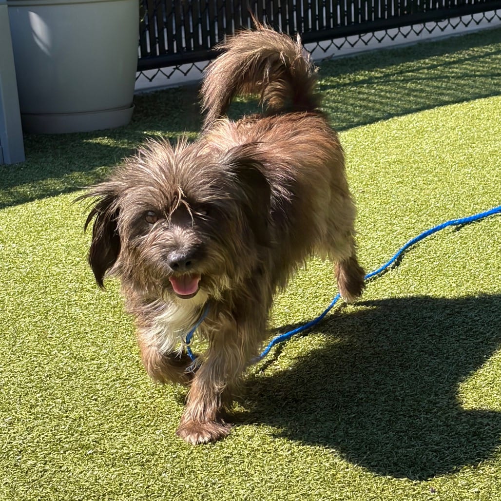 Photo of Odin, adoptable Terrier in Greensboro, North Carolina