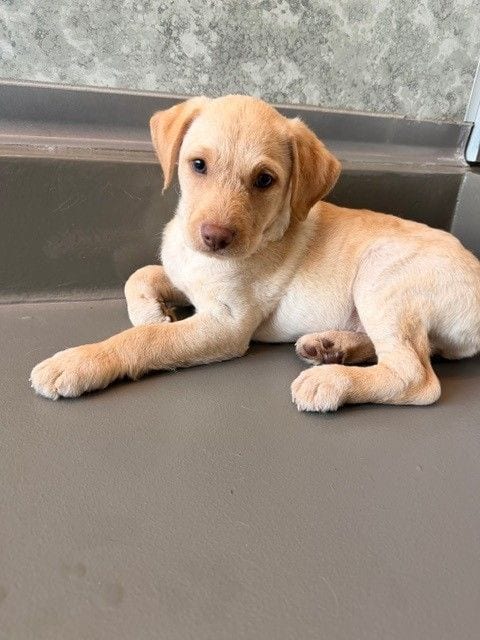 Photo of Blueberry, adoptable Unknown breed in Rancho Santa Fe, California